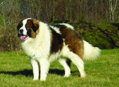 Tornjak