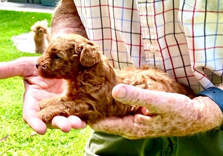 Breeder Gallery Large Image