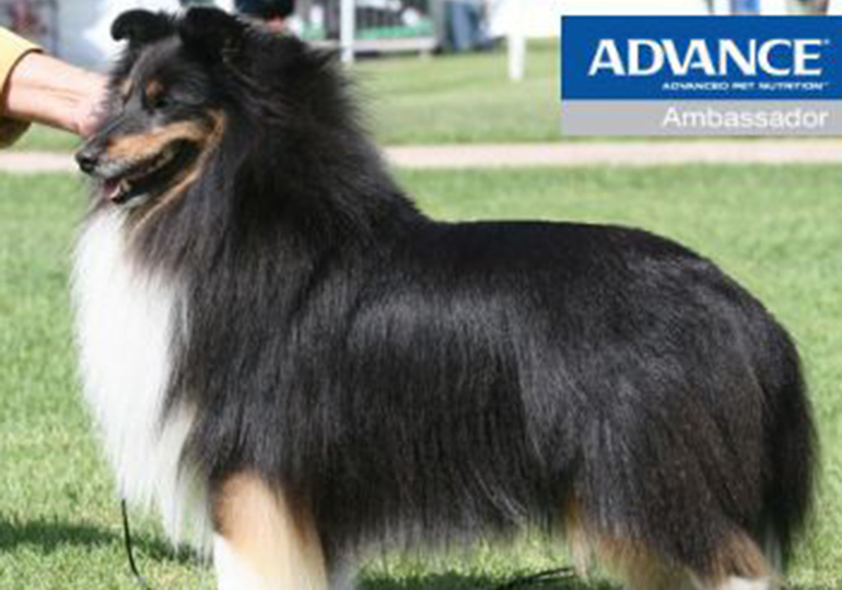 Breeder - Ms Judy Docksey