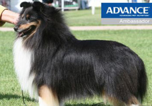 Breeder - Ms Judy Docksey