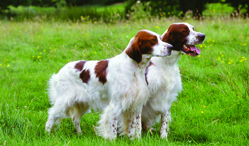 Irish Red White Setter