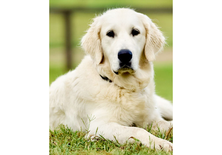 Breeder - Mrs Gayle  Haydon