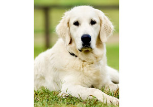 Breeder - Mrs Gayle  Haydon