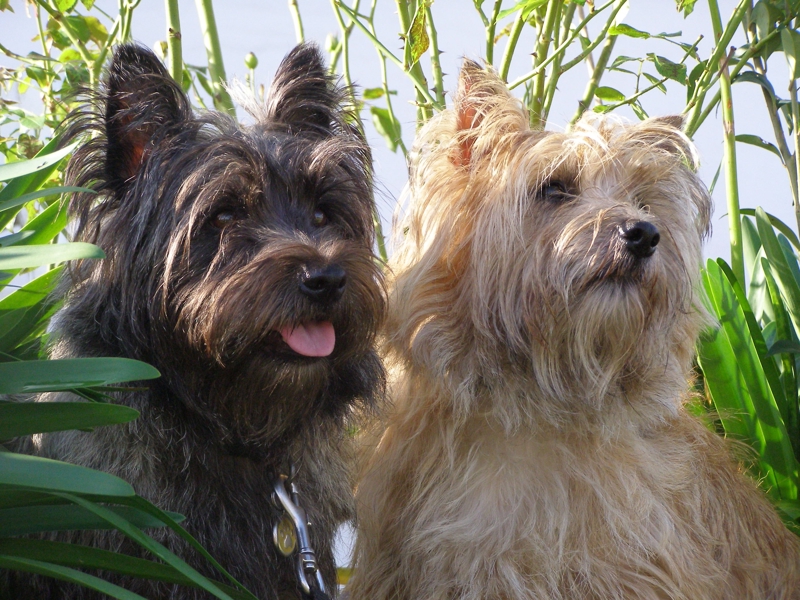 Cairn Terriers