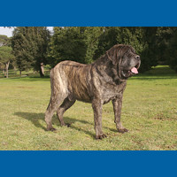 mastiff
