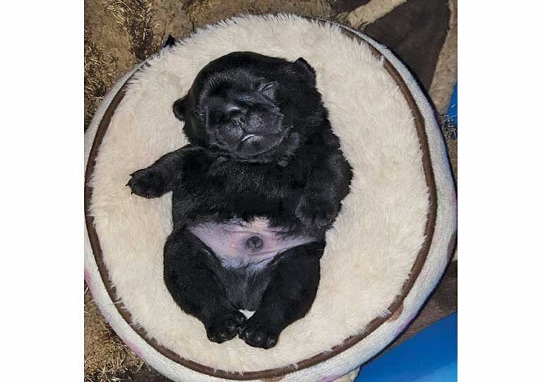 Breeder Gallery Large Image