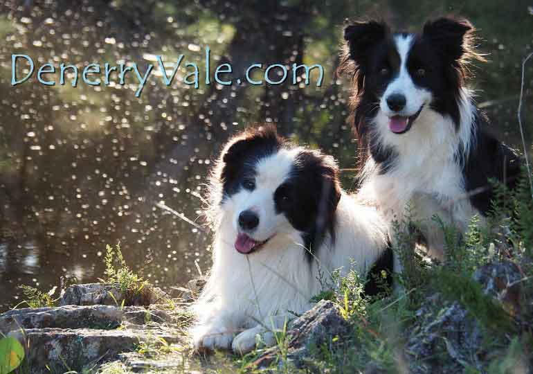 Breeder Gallery Large Image