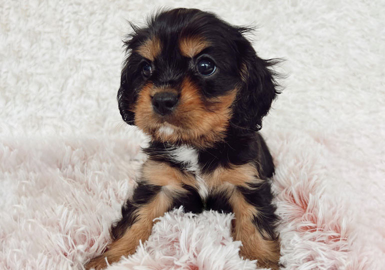 Breeder Gallery Large Image