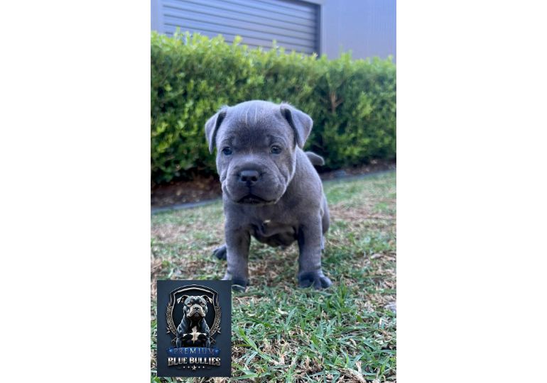 Breeder Gallery Large Image
