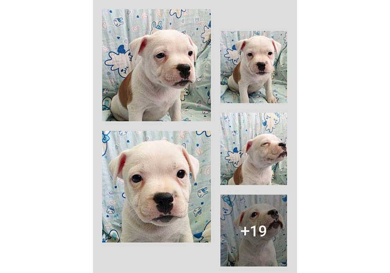Breeder Gallery Large Image