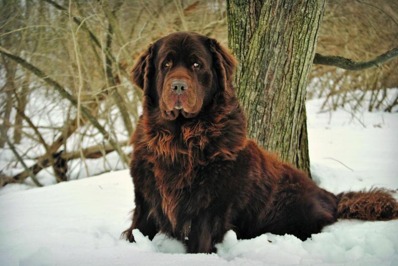 Newfoundland in snow2