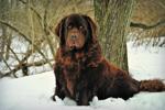 Newfoundland in snow2