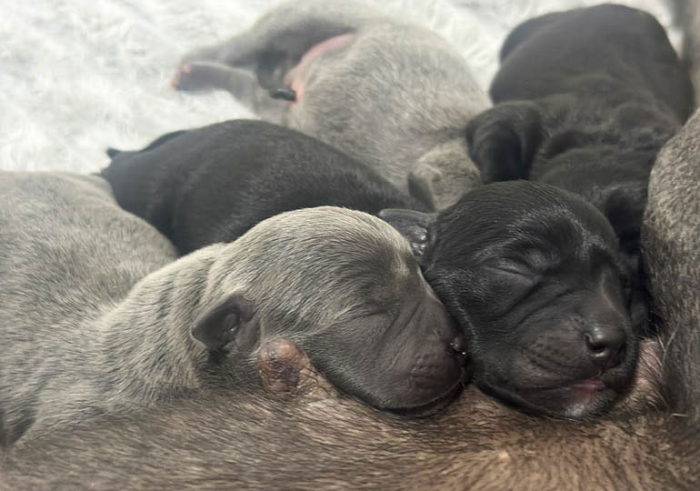 Breeder Gallery Large Image