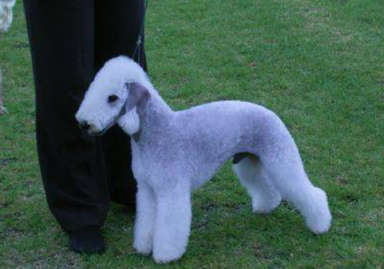 Breeder Gallery Large Image