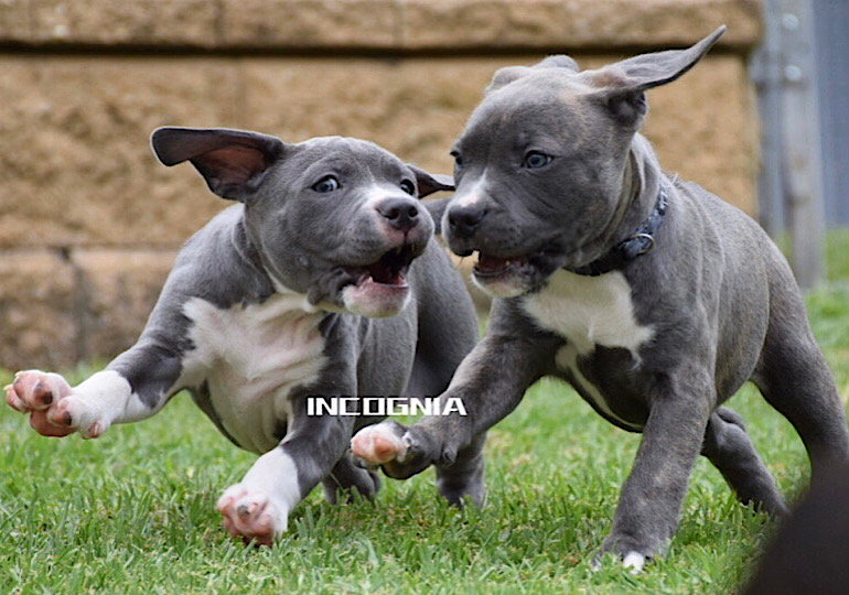 Breeder Gallery Large Image