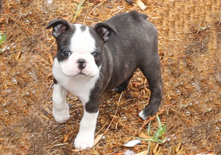 Breeder Gallery Large Image