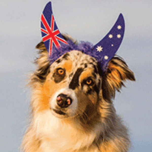 The Pawsuit Is On For the 2026 Australian Dog of the Year!