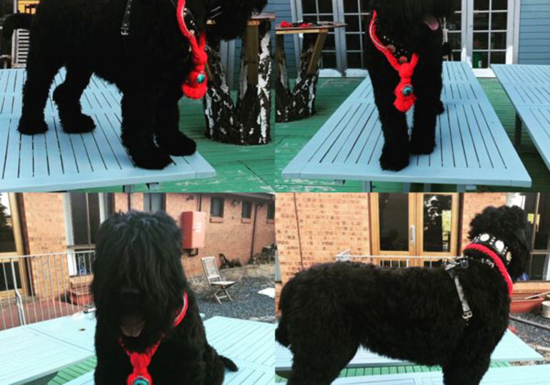 Breeder - Mr Igor Shrayer