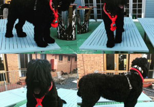 Breeder - Mr Igor Shrayer