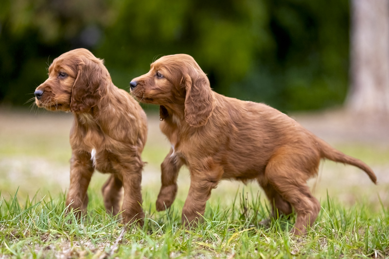 4. Submitted by Myra Thomas.Rhodes Amhurst Kennels. Photo by Diana Andersen