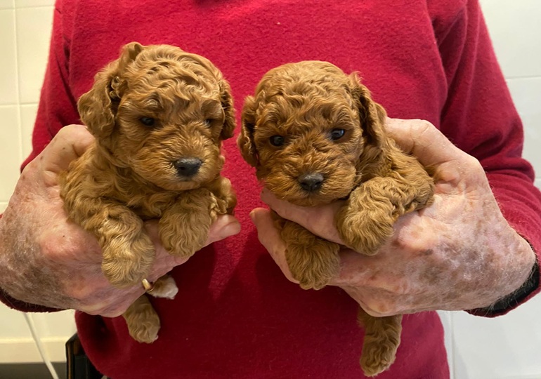 Breeder Gallery Large Image