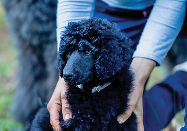 Breeder Gallery Large Image