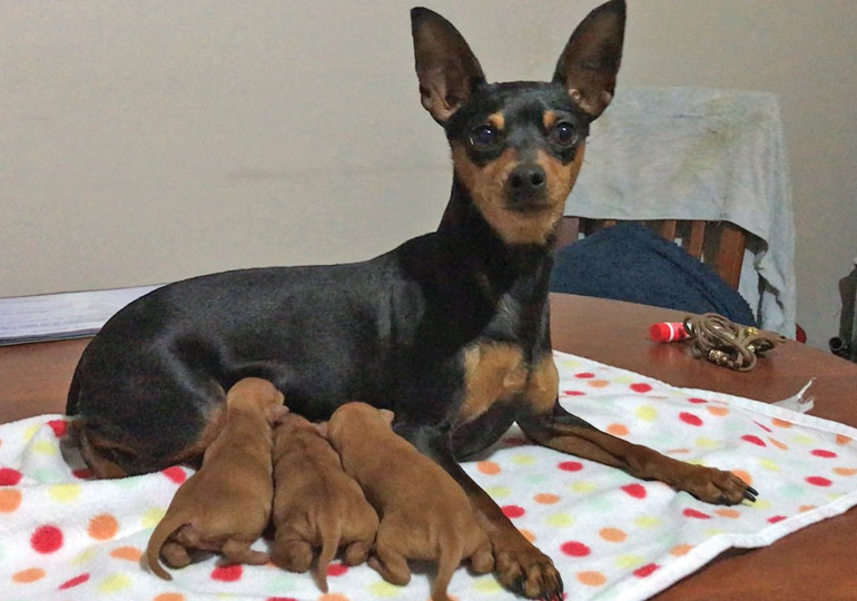 Breeder - Miss Amy Sheridan