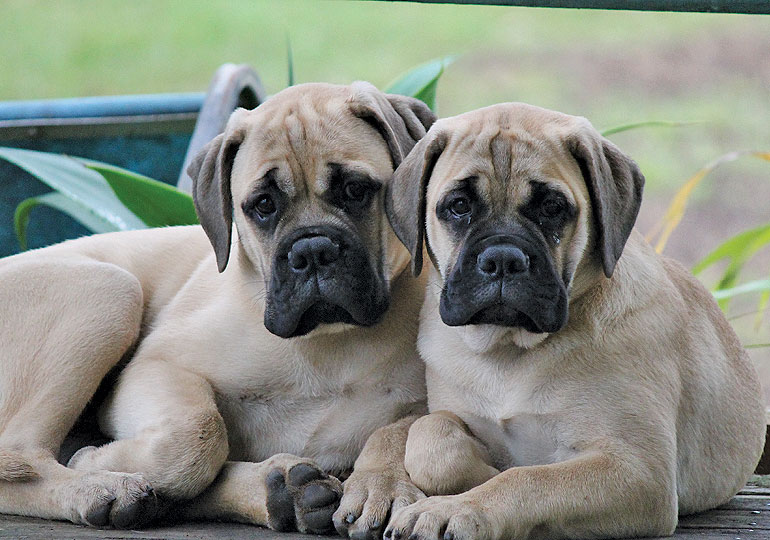 Breeder Gallery Large Image