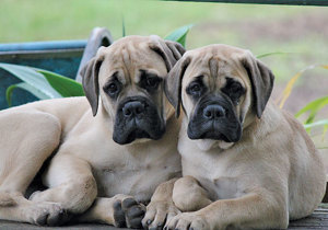 Breeder - Mrs Melissa Smith