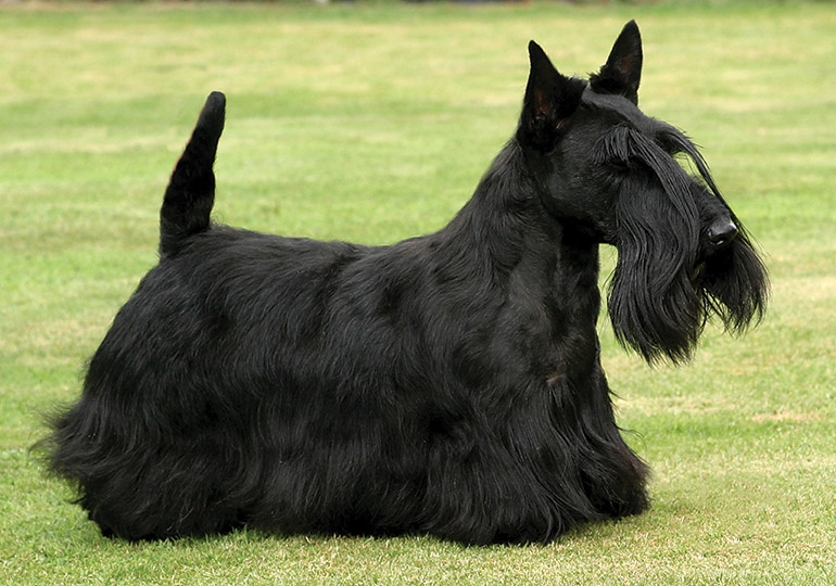 scottish_terrier
