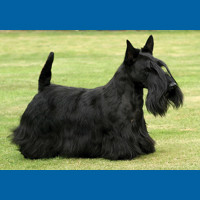 scottish_terrier