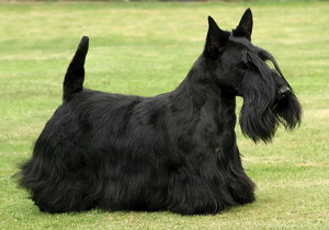scottish_terrier