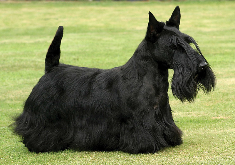 Breed Standard - Scottish Terrier