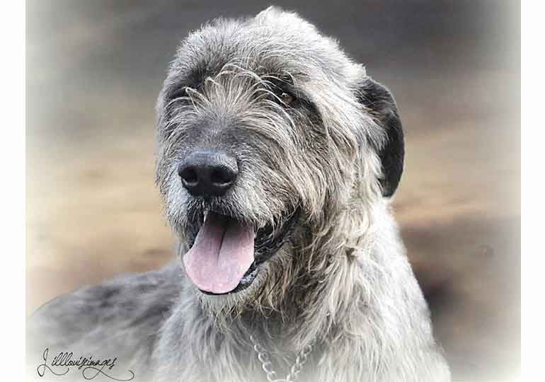 Breeder Gallery Large Image