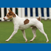 tenterfield_terrier