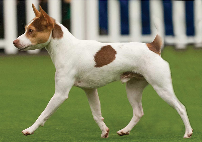 Breed Standard - Tenterfield Terrier