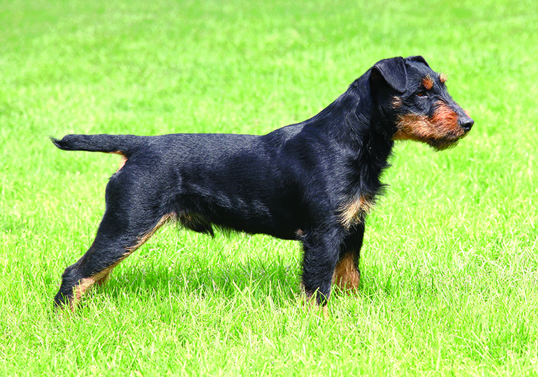 german_hunting_terrier