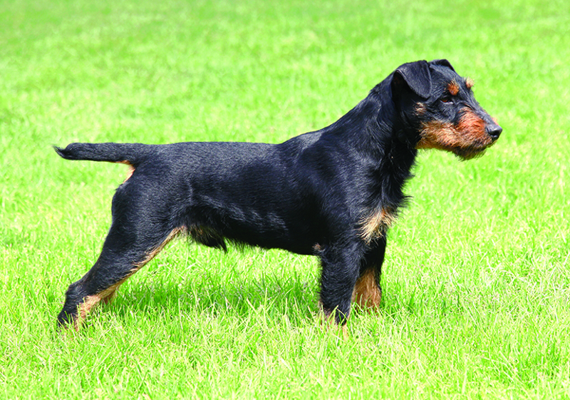 Breed Standard - German Hunting Terrier