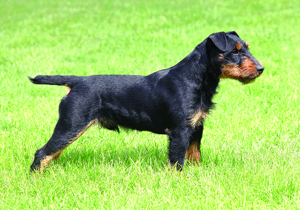 german_hunting_terrier