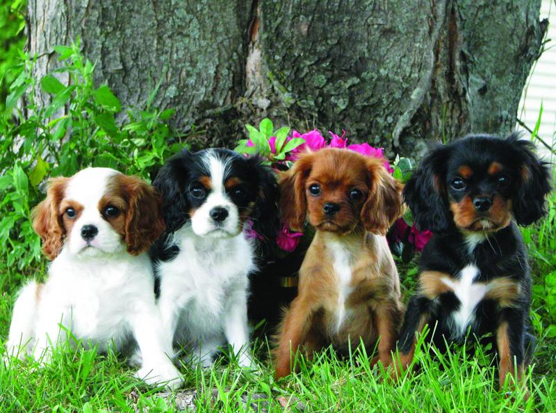 Pups