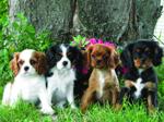 Pups