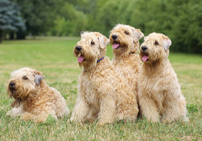 soft_coated_wheaten_terrier