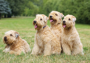 soft_coated_wheaten_terrier