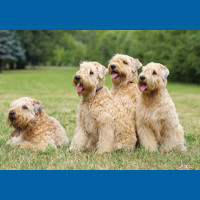 soft_coated_wheaten_terrier