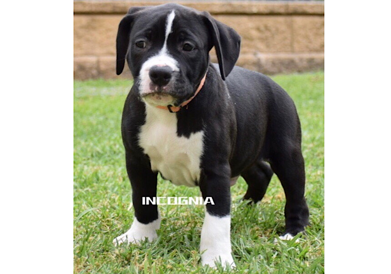 Breeder Gallery Large Image