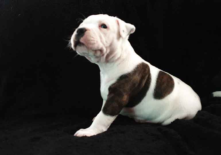Breeder Gallery Large Image