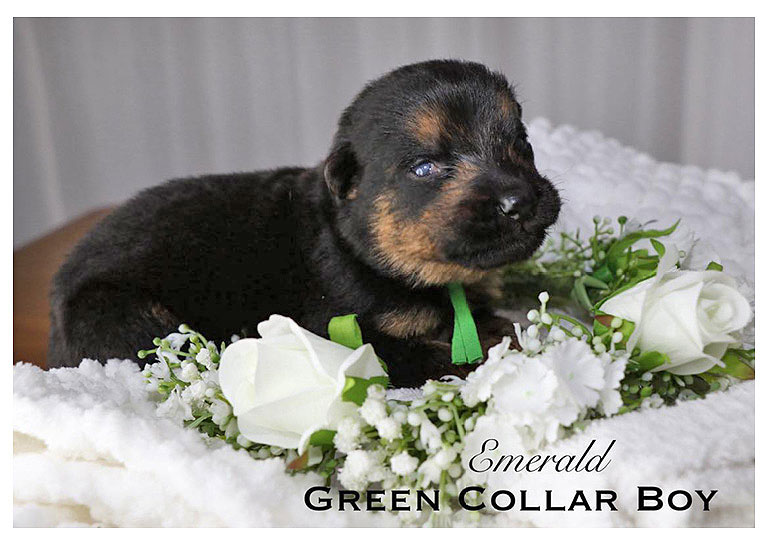 Breeder Gallery Large Image
