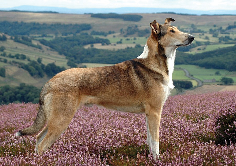 collie__smooth_