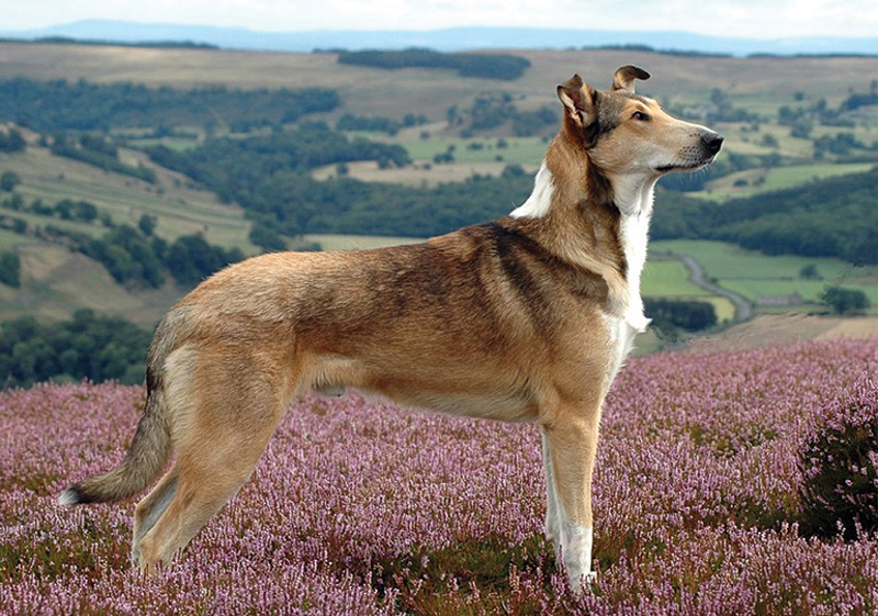 Breed Standard - Collie (Smooth)