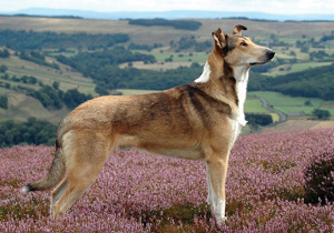 collie__smooth_